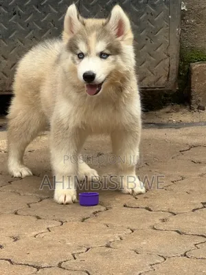 1-3 months Female Purebred Siberian Husky