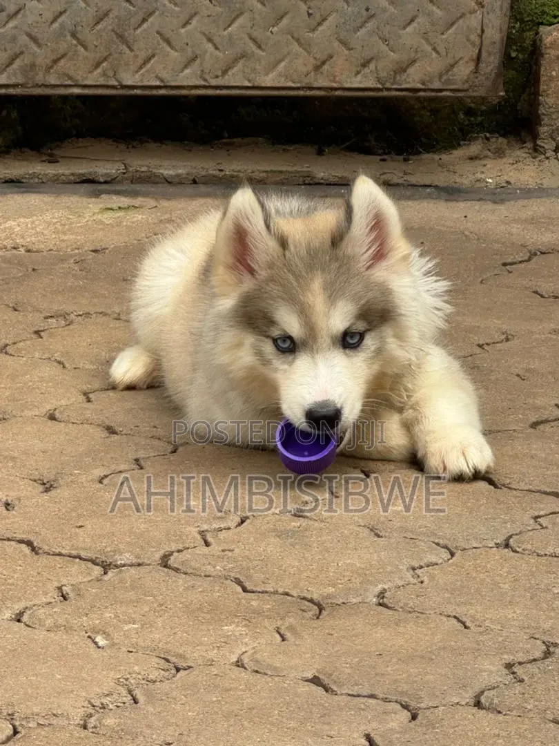 1-3 months Female Purebred Siberian Husky