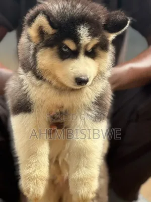 1-3 months Male Purebred Siberian Husky