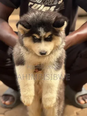 1-3 months Male Purebred Siberian Husky