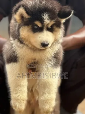 1-3 months Male Purebred Siberian Husky