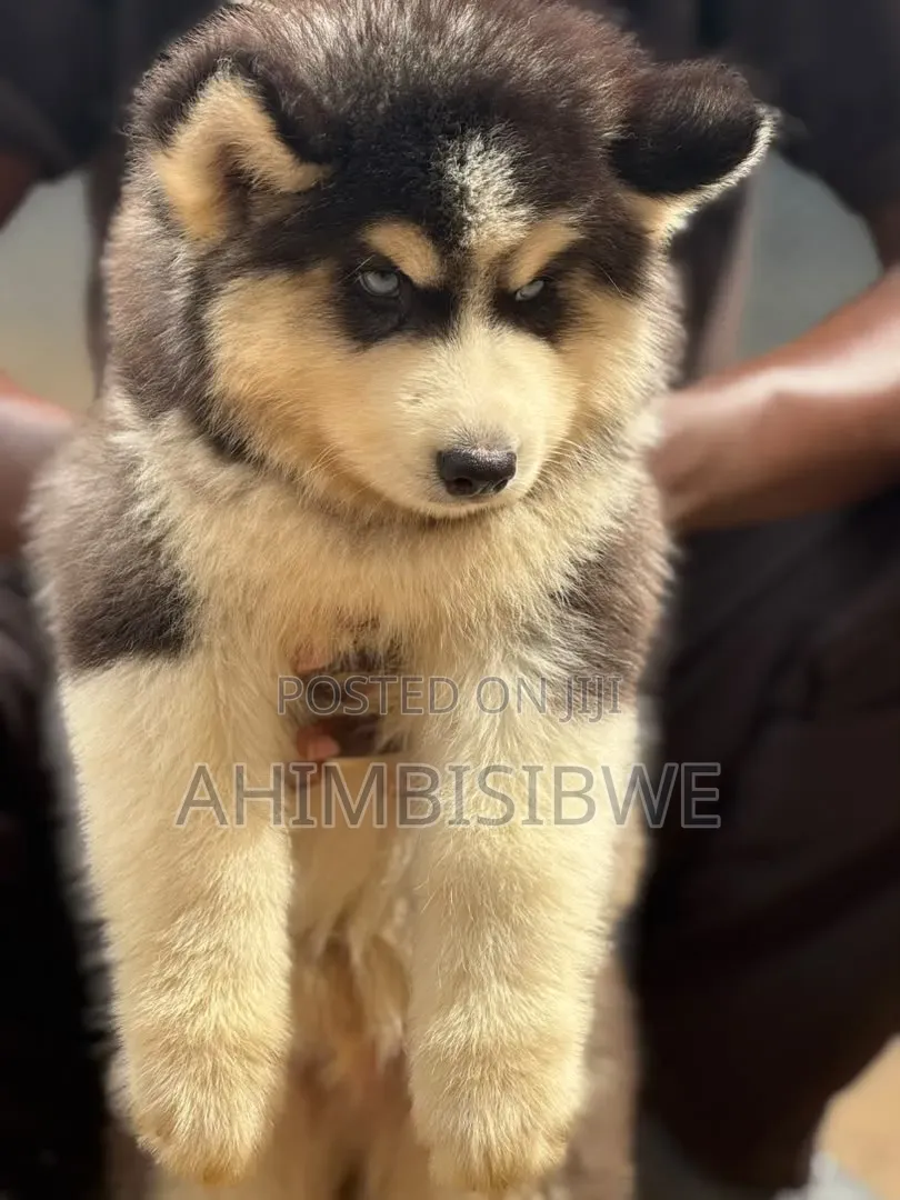 1-3 months Male Purebred Siberian Husky