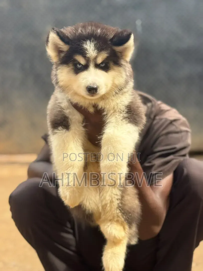 1-3 months Male Purebred Siberian Husky
