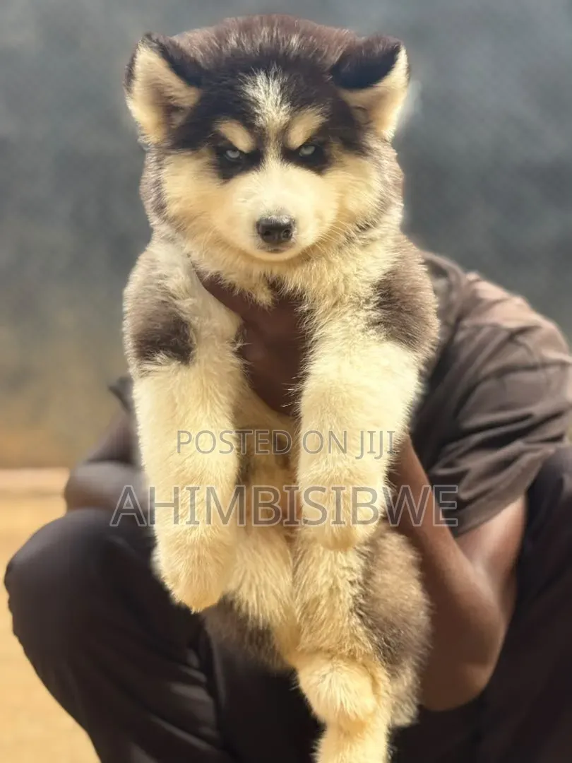 1-3 months Male Purebred Siberian Husky