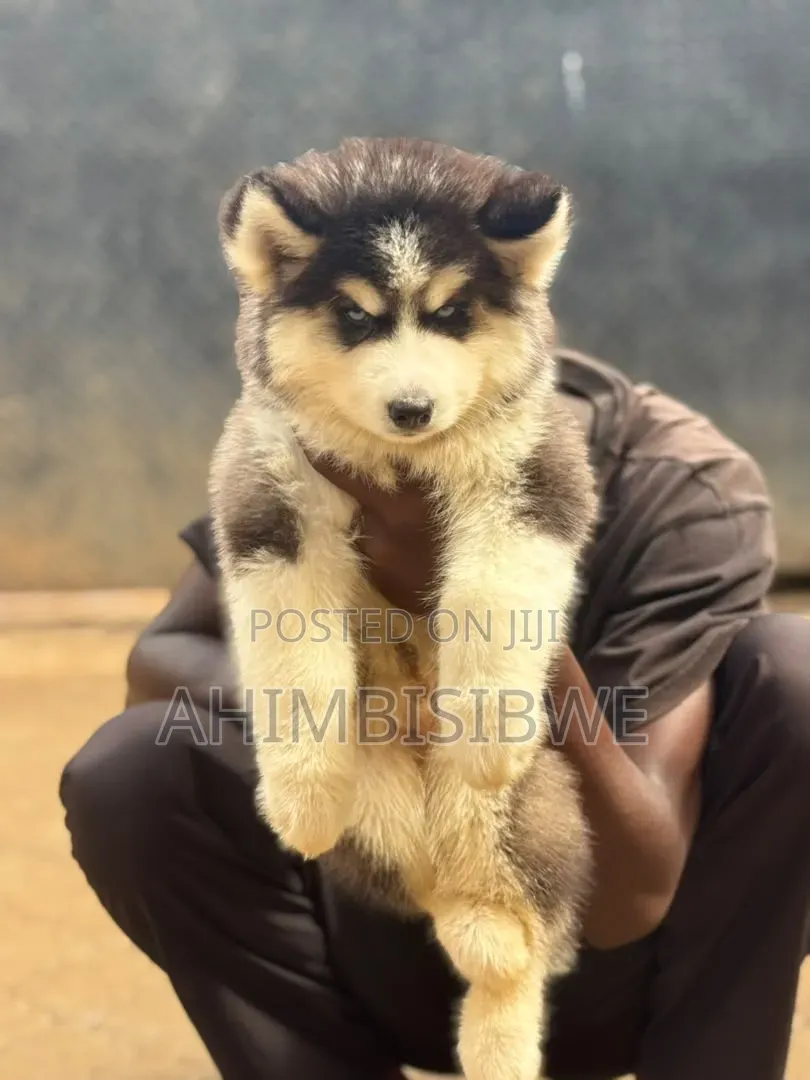 1-3 months Male Purebred Siberian Husky