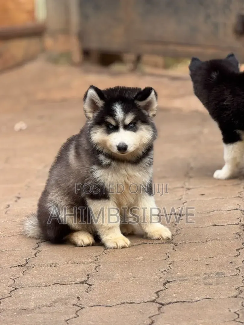 1-3 months Male Purebred Siberian Husky