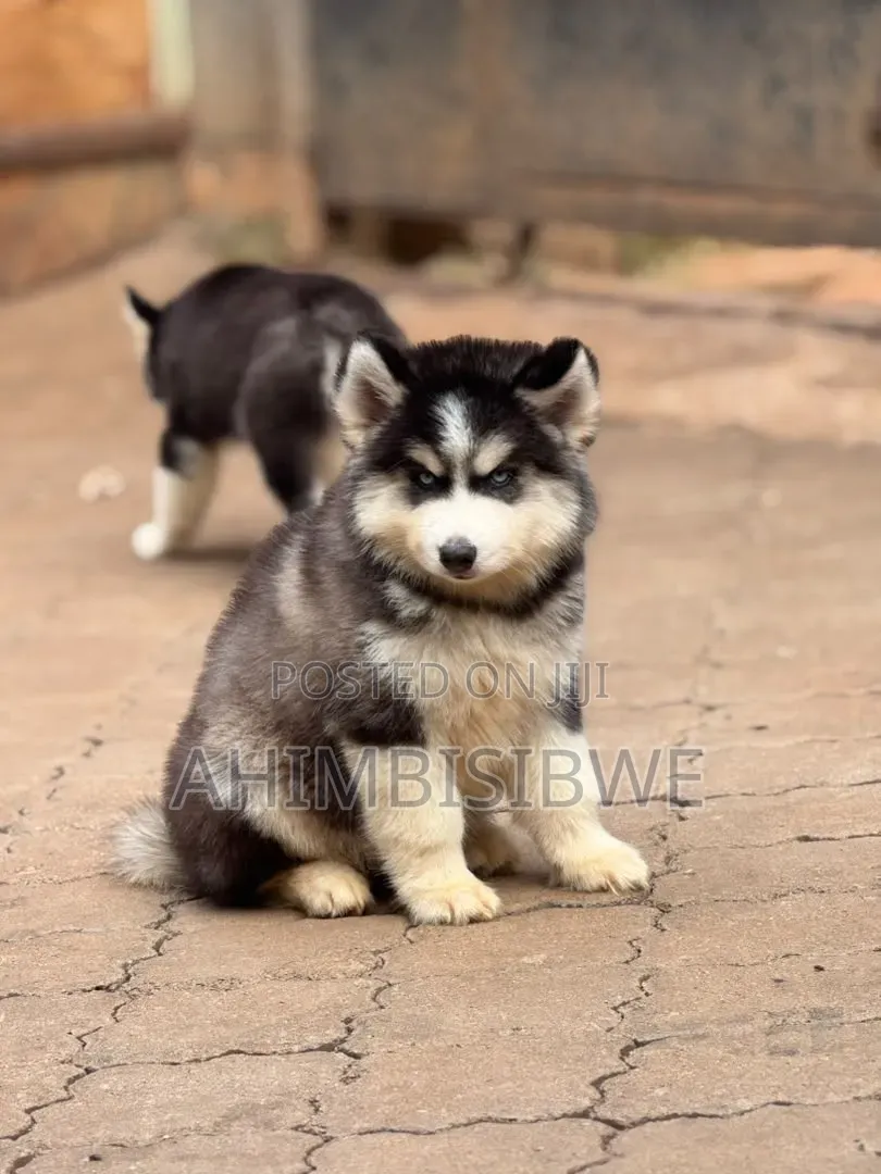 1-3 months Male Purebred Siberian Husky