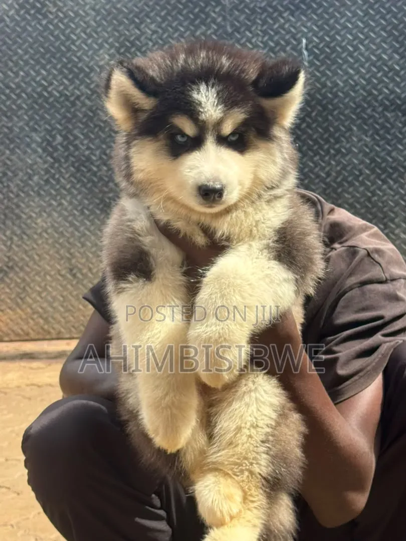 1-3 months Male Purebred Siberian Husky