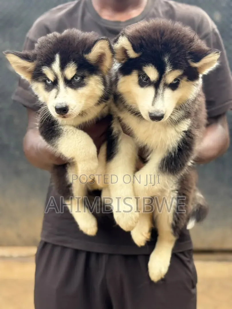 1-3 months Male Purebred Siberian Husky