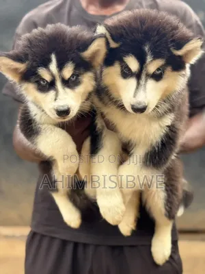 1-3 months Male Purebred Siberian Husky