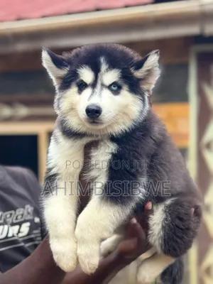 1-3 months Male Purebred Siberian Husky
