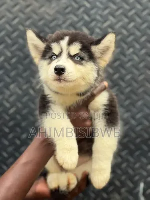 1-3 months Male Purebred Siberian Husky
