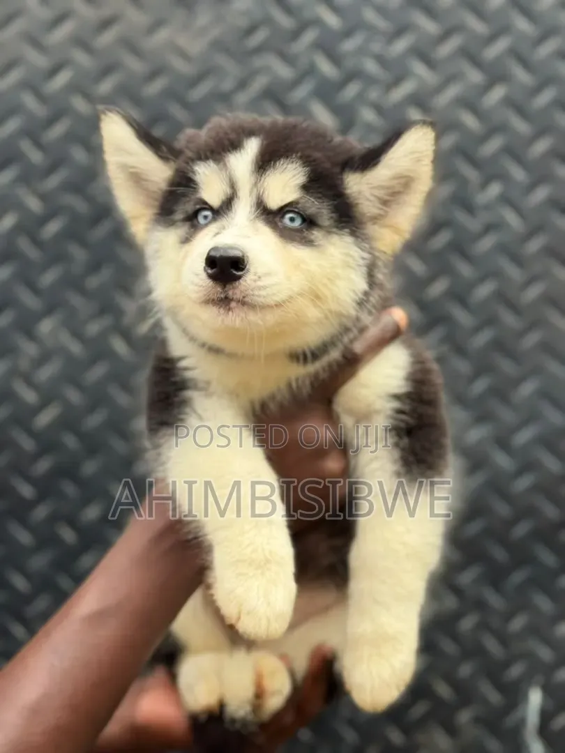 1-3 months Male Purebred Siberian Husky
