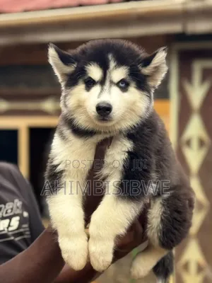 1-3 months Male Purebred Siberian Husky