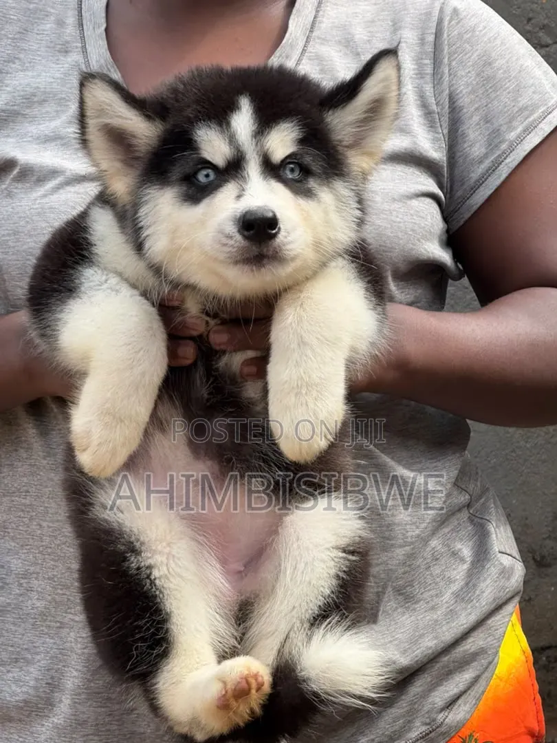 1-3 months Male Purebred Siberian Husky