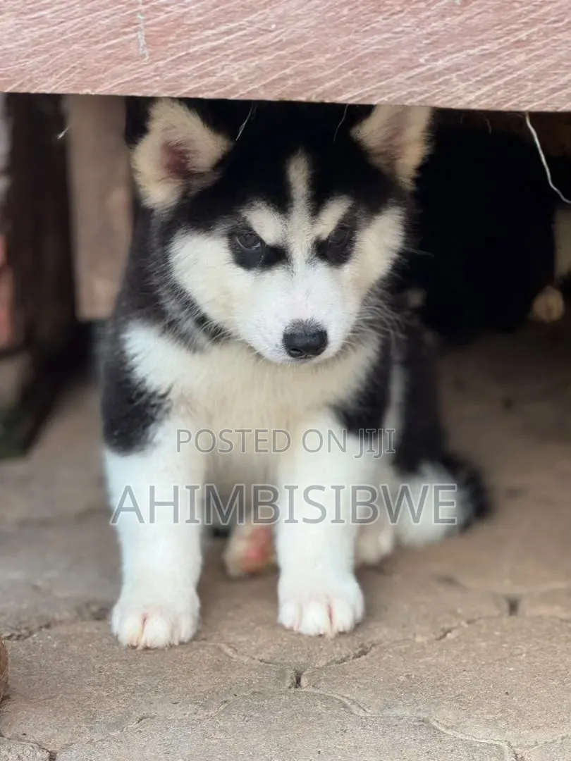 1-3 months Male Purebred Siberian Husky