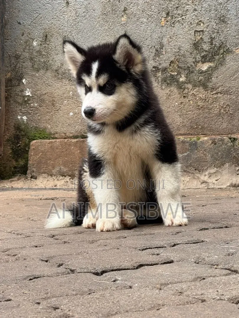 1-3 months Male Purebred Siberian Husky
