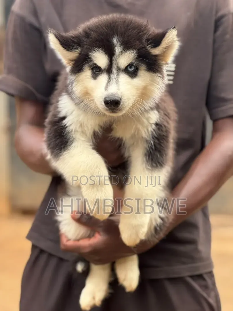 1-3 months Male Purebred Siberian Husky