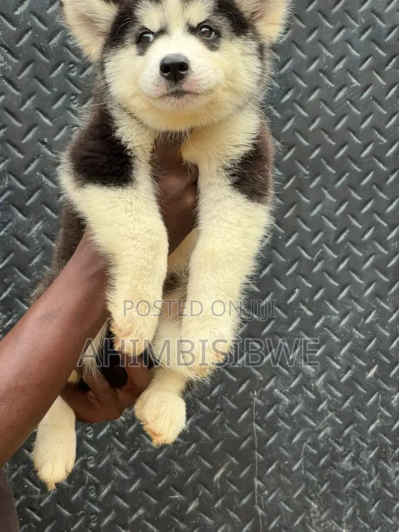 1-3 months Male Purebred Siberian Husky