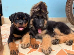 1-3 months Male Purebred German Shepherd