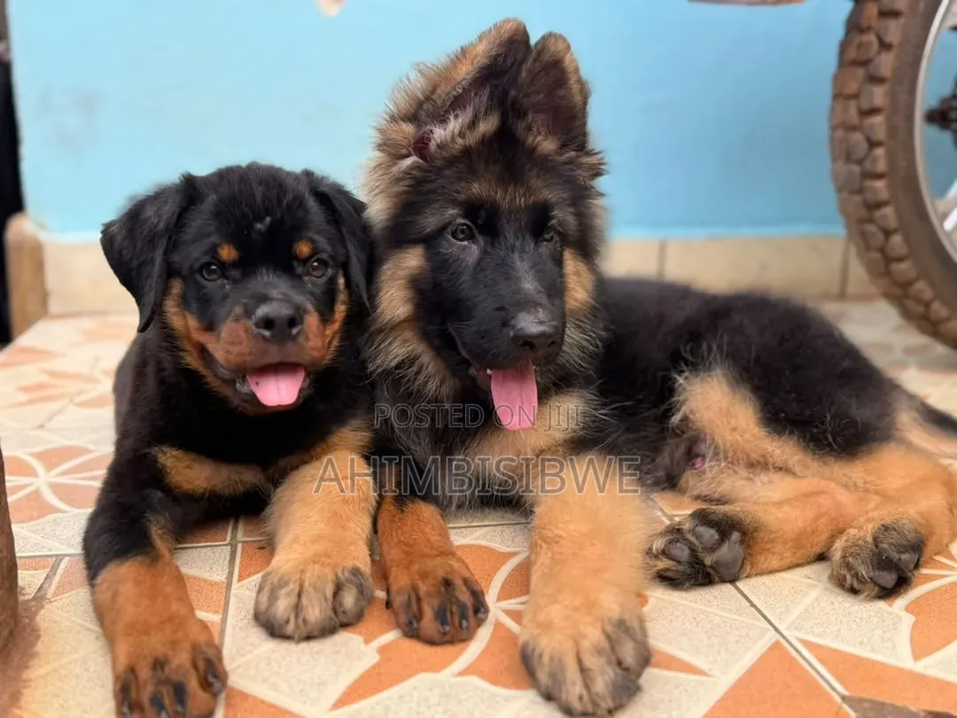 1-3 months Male Purebred German Shepherd