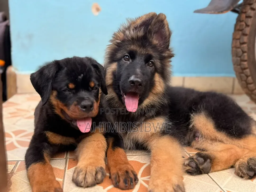 1-3 months Male Purebred German Shepherd