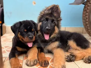 1-3 months Male Purebred German Shepherd