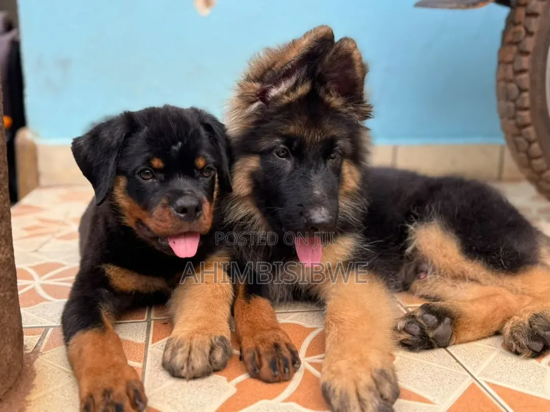 1-3 months Male Purebred German Shepherd