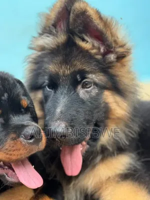 1-3 months Male Purebred German Shepherd