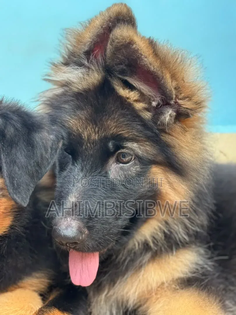 1-3 months Male Purebred German Shepherd