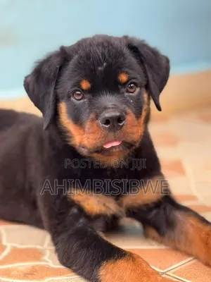 1-3 months Male Purebred Rottweiler