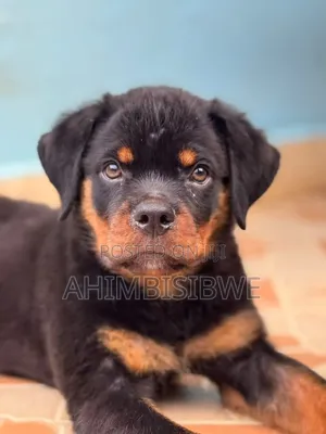 1-3 months Male Purebred Rottweiler