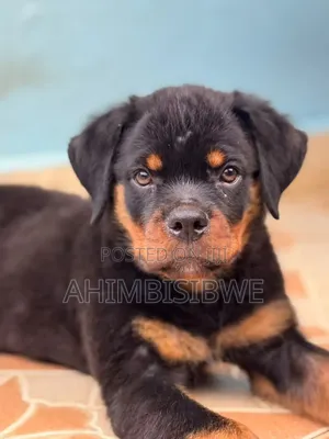 1-3 months Male Purebred Rottweiler