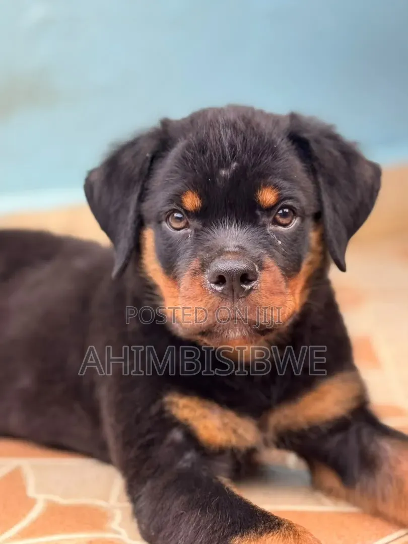 1-3 months Male Purebred Rottweiler