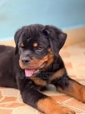 1-3 months Male Purebred Rottweiler
