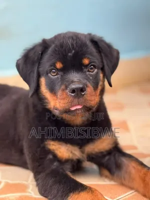 1-3 months Male Purebred Rottweiler