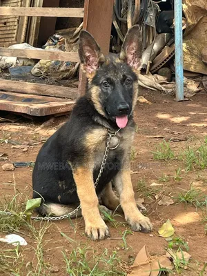 3-6 months Male Purebred German Shepherd