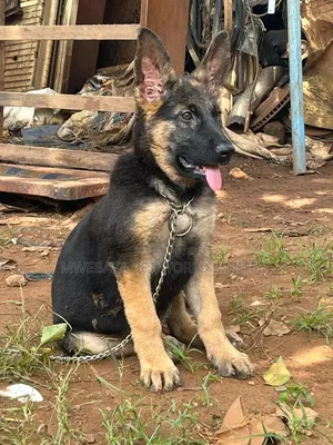 3-6 months Male Purebred German Shepherd