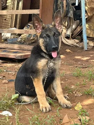 3-6 months Male Purebred German Shepherd