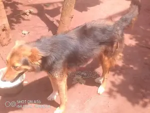1+ year Male Mixed Breed German Shepherd