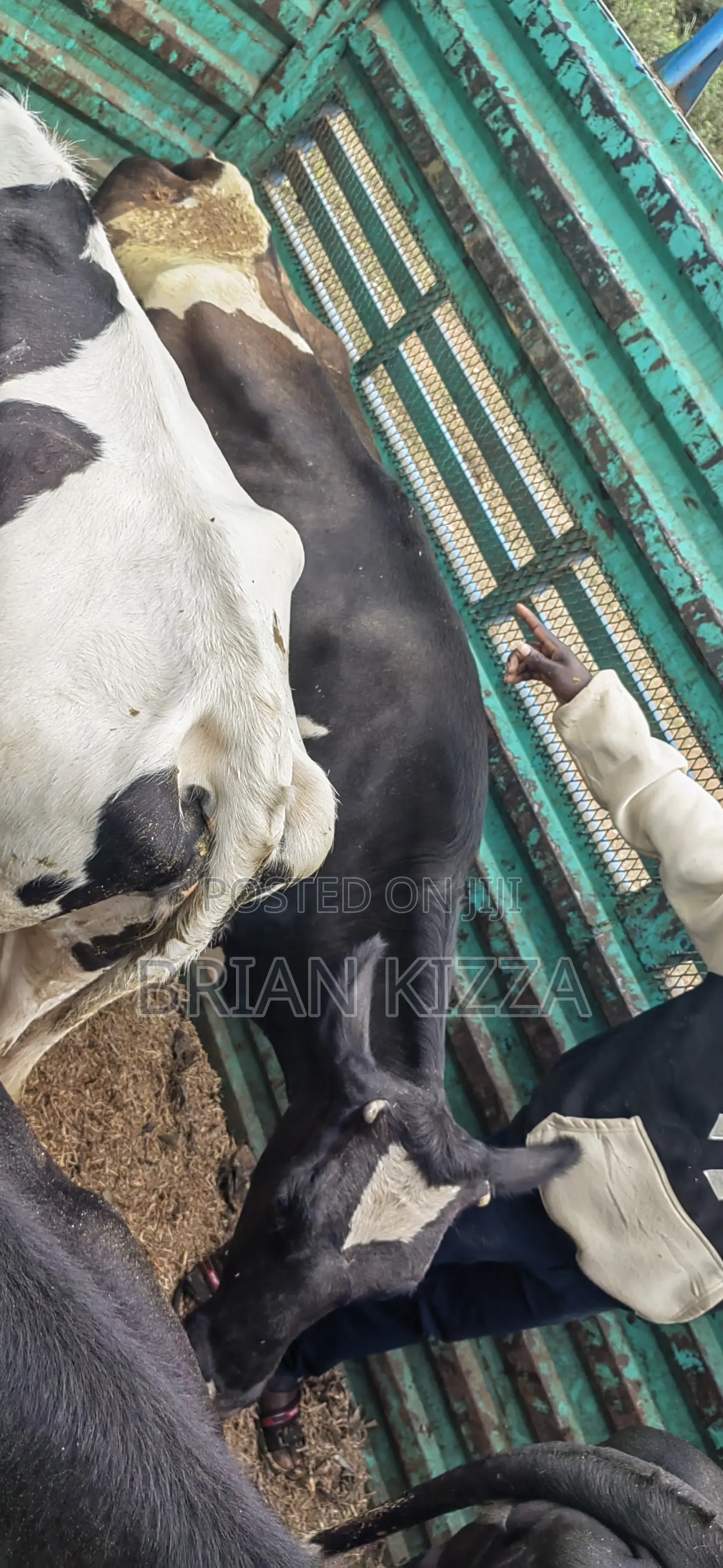 Milking Fresian Cows for Sell