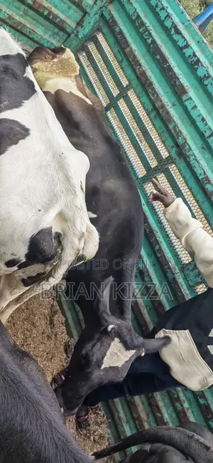 Milking Fresian Cows for Sell