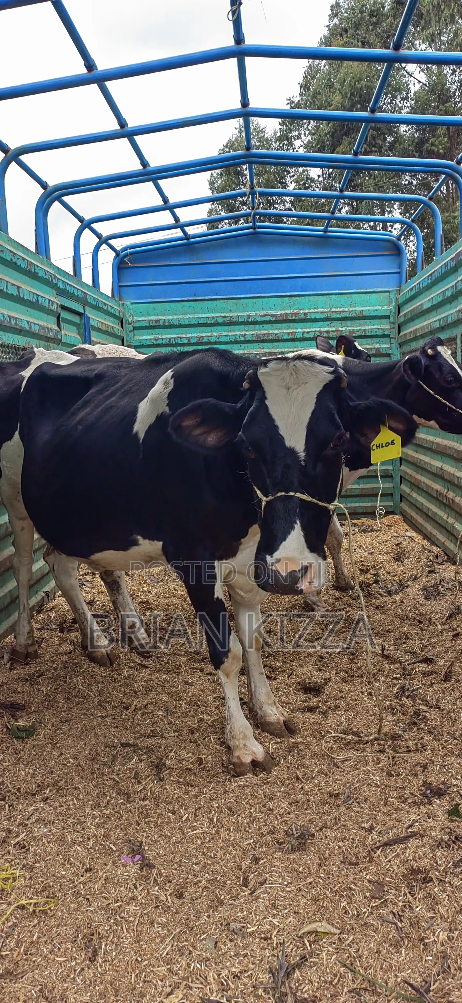 Milking Fresian Cows for Sell