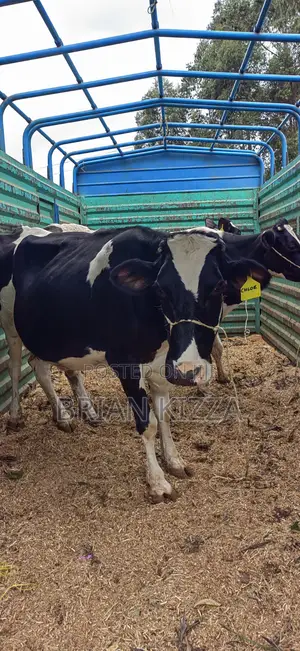 Milking Fresian Cows for Sell