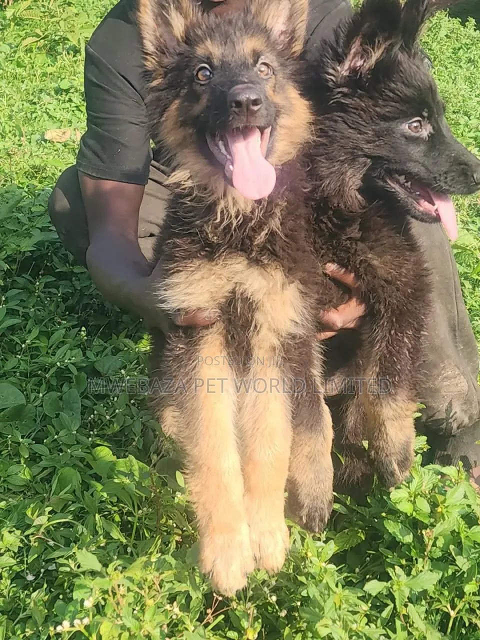 1-3 months Male Purebred German Shepherd