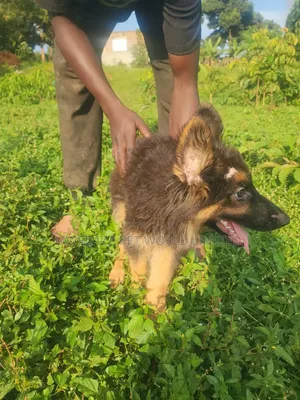 1-3 months Male Purebred German Shepherd