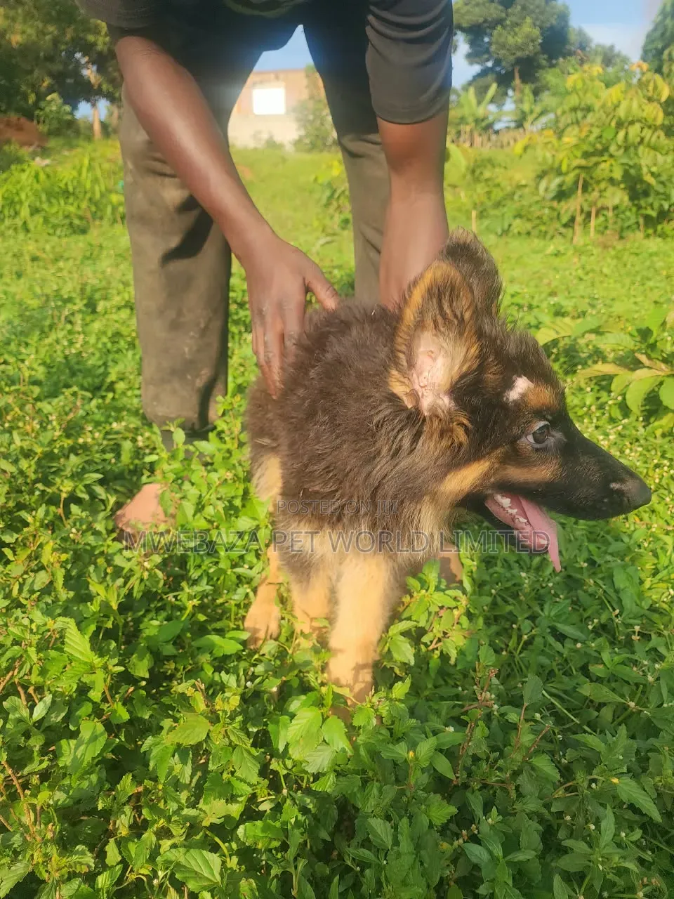 1-3 months Male Purebred German Shepherd