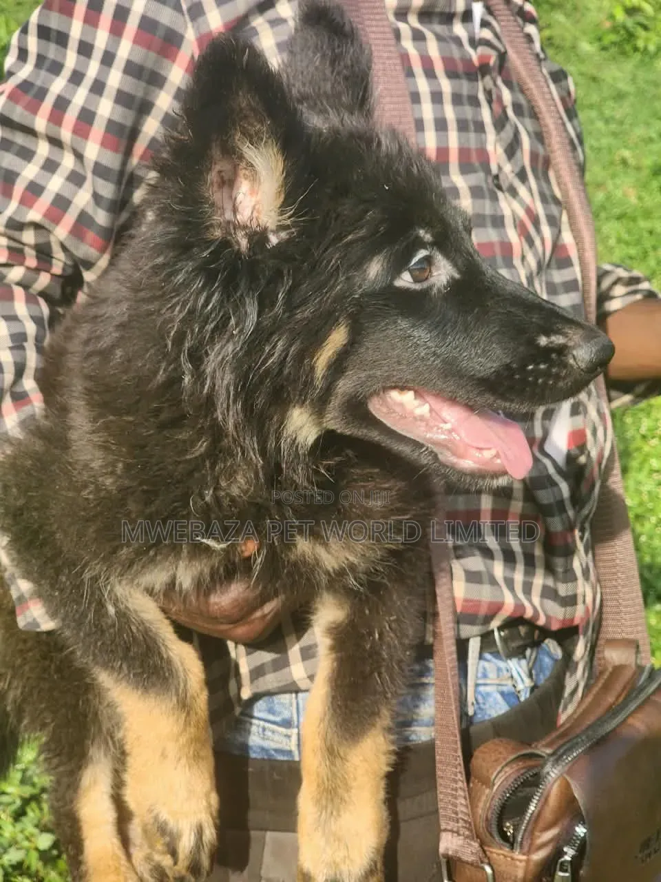 1-3 months Male Purebred German Shepherd