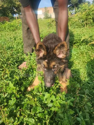 1-3 months Male Purebred German Shepherd