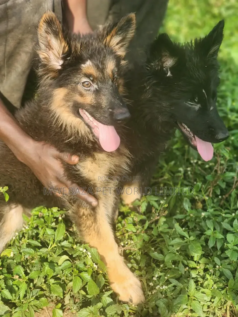 1-3 months Male Purebred German Shepherd